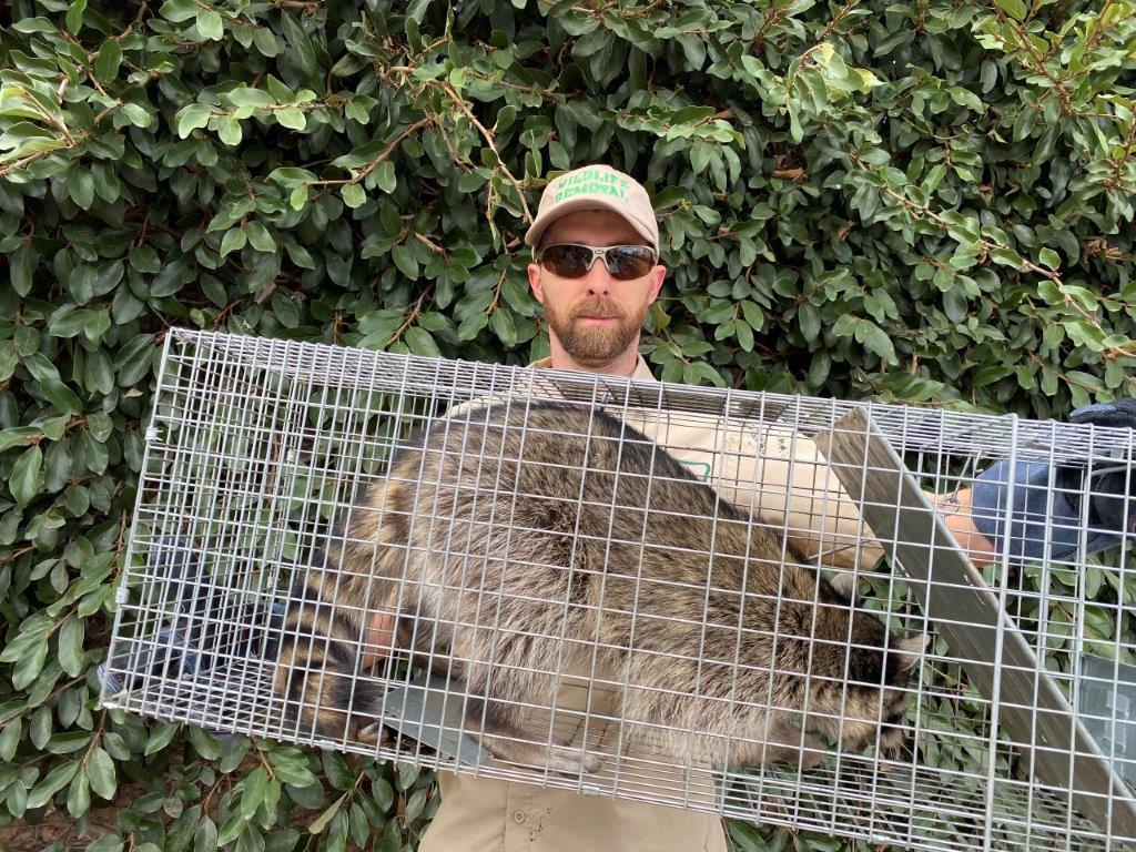 Mobile raccoon trapping